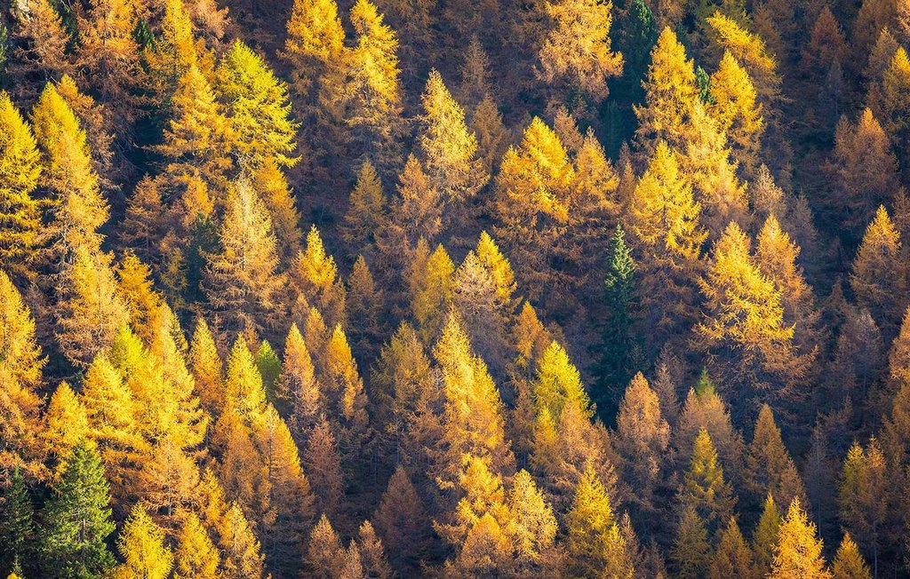 Ein Lärchenwald im Herbst