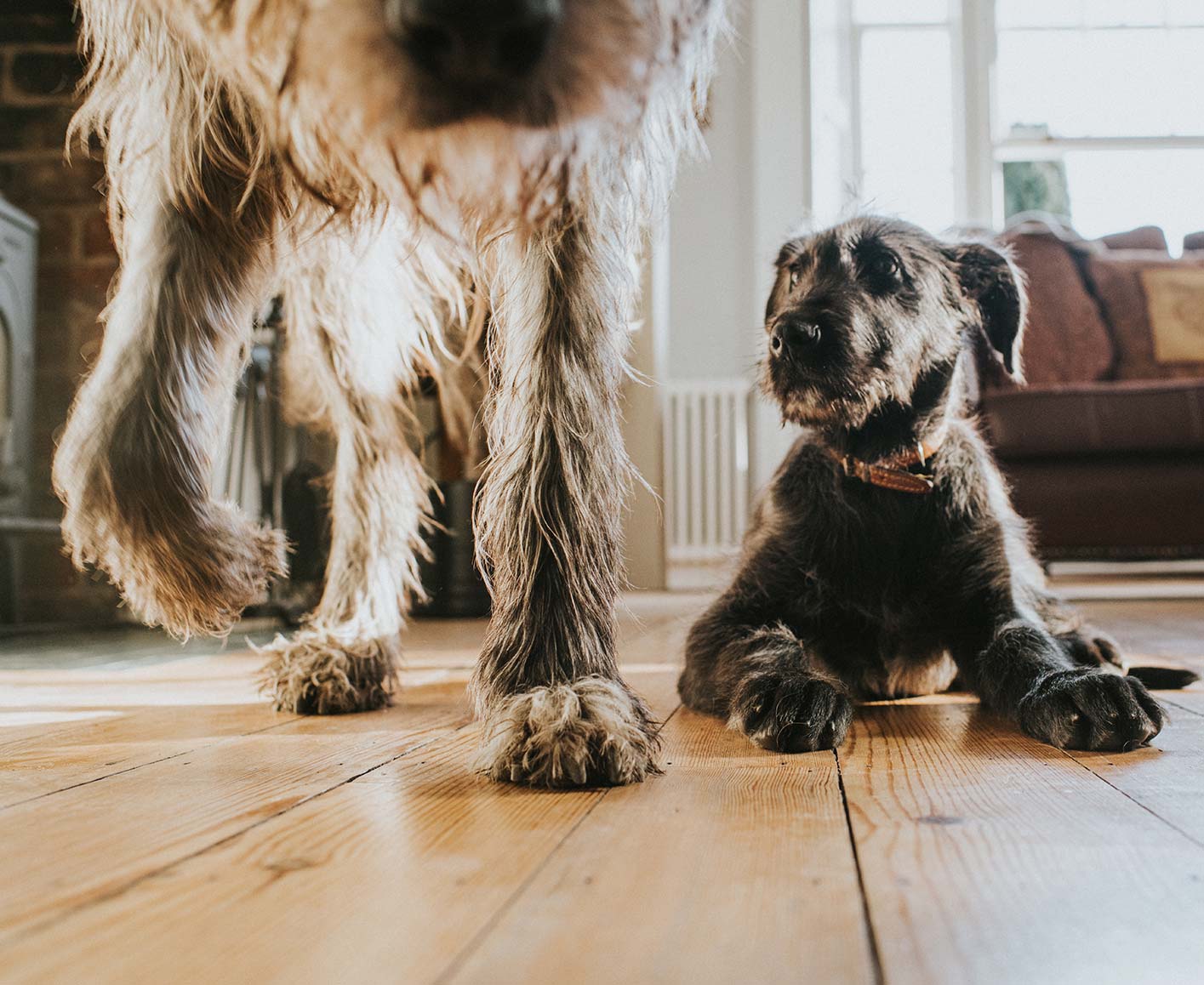 Zwei Hunde auf einem Holzboden aus Massivholzdielen